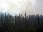 There were fires along the road, some fairly close.  A few wore masks on the bus when the smoke got really thick.  The next year after the fires, morels grow, and it's a good cottage industry, picking and selling them.