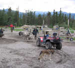 The dogs "pull" an ATV in the off season, they really enjoy it.