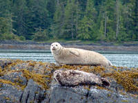 Highlight for album: Alaska CruiseTour June 2005