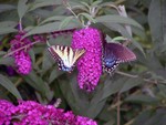 2 butterflies on the bush