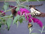 3 butterflies on the butterfly bush