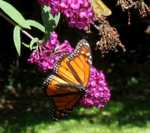 Monarch butterfly, one of four on my bush today. September 2009