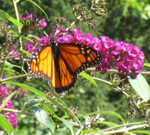 September 2009, rather suddenly, I have 4 monarch butterflies on my butterfly bush.  I usually only see one during an entire summer.  What beauties they are.