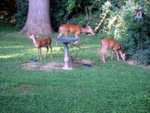 They clean out my bird feeders.  If I come out to fill them, the deer go into the woods just behind the big tree and watch me through the bushes.