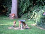 A family, I've seen them lurking in the woods just beyond the yard, but she brought them into the yard today.  Aug. 08