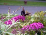 Another one - on the butterfly bush