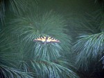 Resting on a white pine bough in the morning, before heading off to the butterfly bush nearby