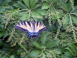 Resting on a nearby shrub.  They come down out of the pine trees in the morning and spread their wings for a while before heading off to the work of the day.