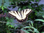 Finally, the butterflies are here.  They were very late this year.  This one is resting on a branch early in the morning, preparing for a day at the blossoms.