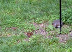 A few of the animals that feed at the buffet.