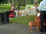 A convocation of dogs.  I went out to get the trash cans one evening, and everyone was out with their dog.  There are three new puppies in the neighborhood, as well as an infinite number of other dogs.  I'm one of the few cat people.