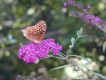 I'm told this is either an Aphrodite or Great Spangled Fritillary.  What wonderful names.  I usually see one or two of these every year. They generally show up in mid August.