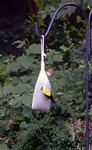 Pair of goldfinches on the finch feeder