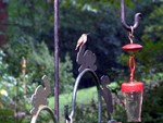 Guarding the nectar, or tormenting the other hummers.