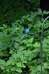 Indigo Bunting.  What a beautiful bird.  It's my Mothers Day gift every year, that's when they show up.