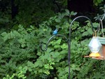 Indigo bunting.  I have a pair.  They used to show up on Mother's Day every year, and then they were gone.  Now they stay all summer.