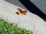Sitting on the edge of the driveway after escaping from a bird.