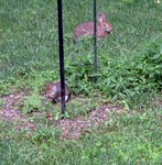 The rabbit comes by now and then