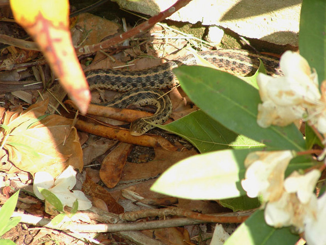 While cleaning up around the house we found this garter snake.  I sure hope he can do something about the moles!