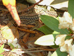 While cleaning up around the house we found this garter snake.  I sure hope he can do something about the moles!