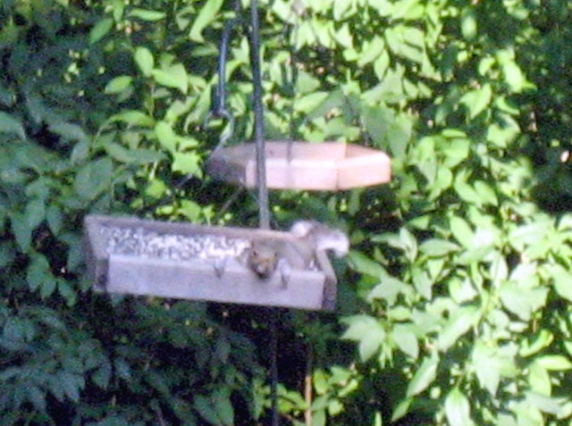 A squirrel resting in the bird feeder.  He was pretty well fed that day.