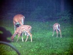 Mom and two fawns in the back yard.  Taken through the kitchen window