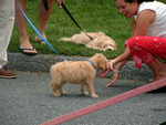 Tucker and Scamp.  Both of these cuties are Golden Doodles - golden retriever/poodle mix.  One's a miniature poodle, one a standard.  Should be interesting when they grow up.  Scamp lives next door, Tucker across the street.