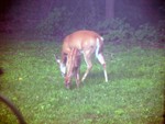Mom and one of two fawns, browsing the neighborhood.