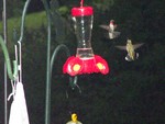 Dancing around the feeder