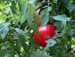 Some of our tomatoes.  It's been a good year