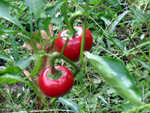 Cherry bomb peppers, these are even hotter.