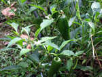 Jalape�o peppers - these are VERY hot.
