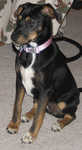 The newest member of the family, Bella - what a cutie. She's a miniature pinscher mix, about 5 months old.