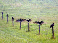 Highlight for album: A Roost of Turkey Vultures
