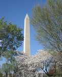 Cherry blossoms April 2010
Ed's visit home from Iraq